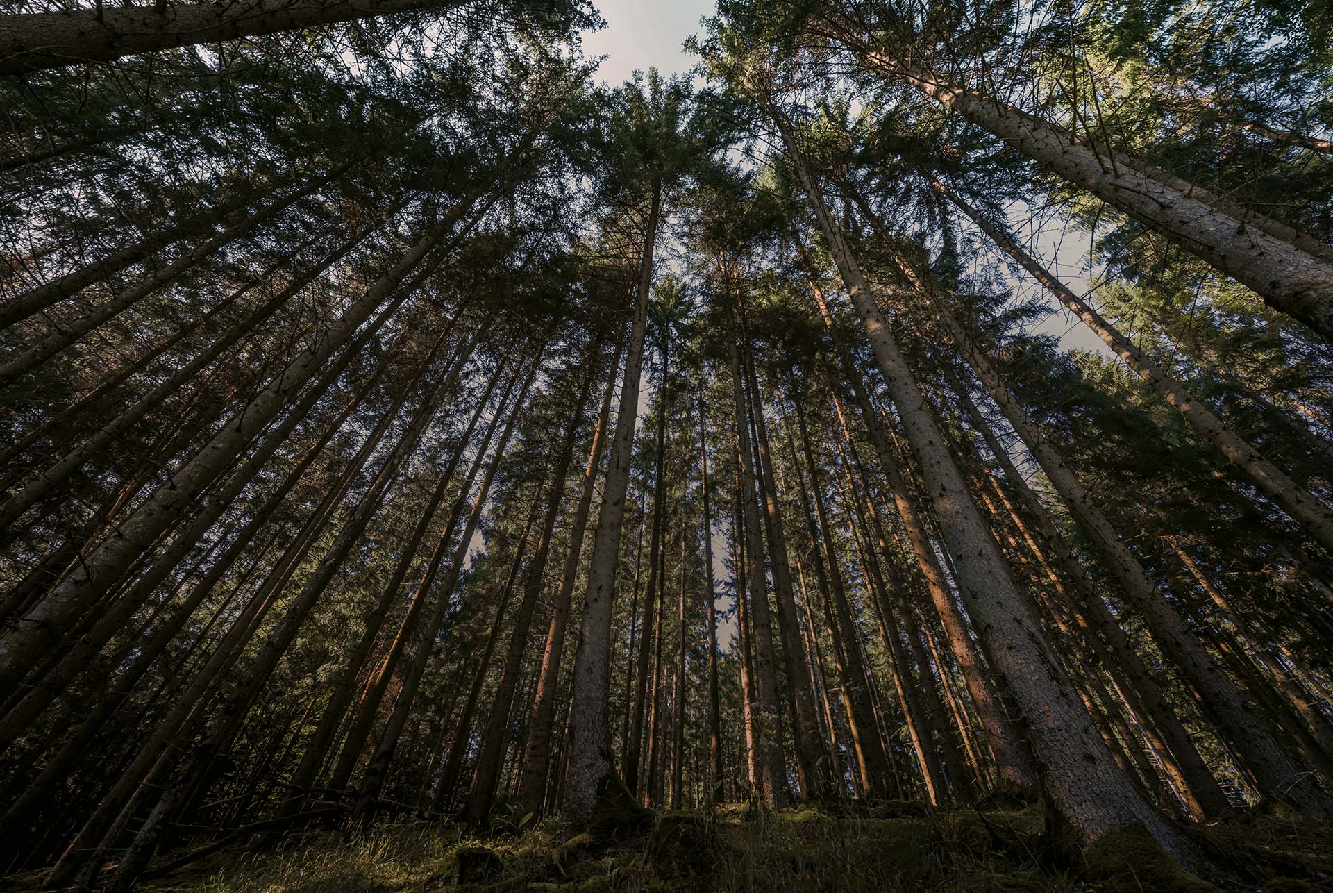 Woods view with tall trees